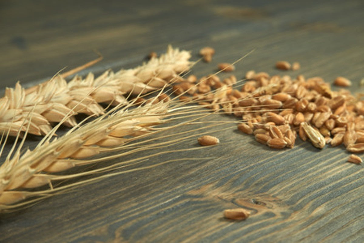 India :It's varied food culture: Wheat : The day starts with it.