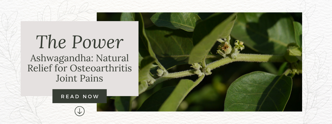 The Power of Ashwagandha: Natural Relief for Osteoarthritis (OA) Joint Pains