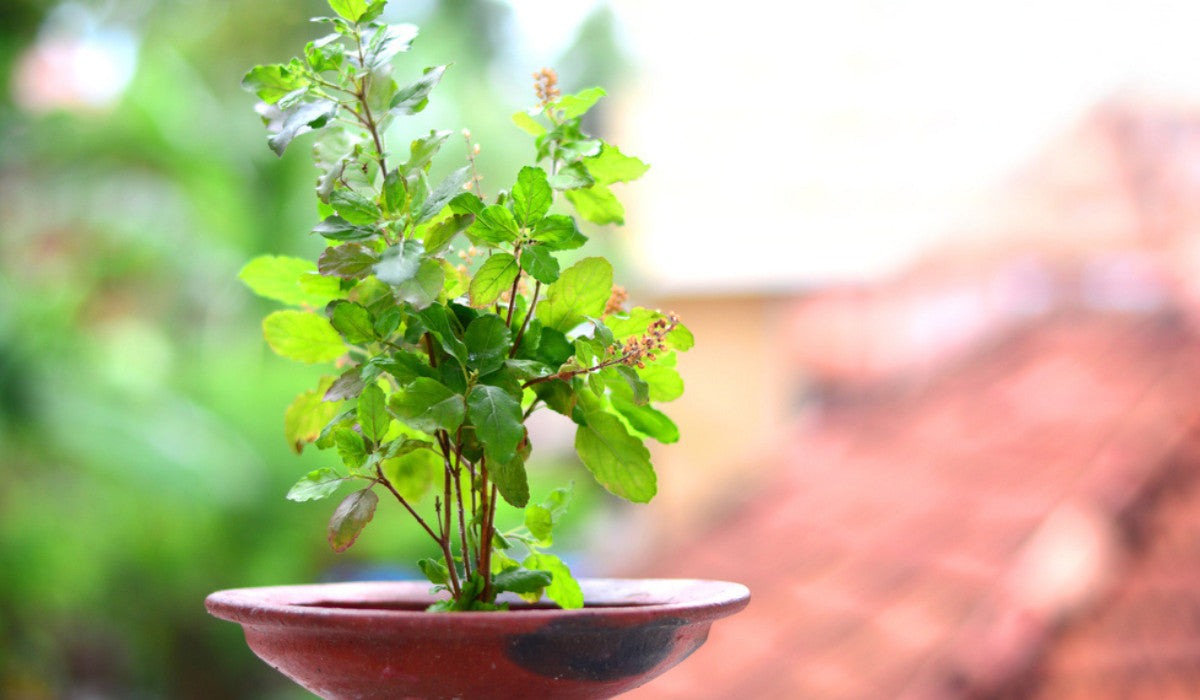 The Healing Power of Tulasi: Exploring the Health Benefits of this Sacred Herb